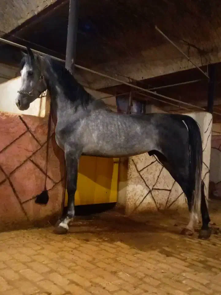 اسب نریان نوه عبودی|اسب و تجهیزات اسبسواری|یزد, |دیوار