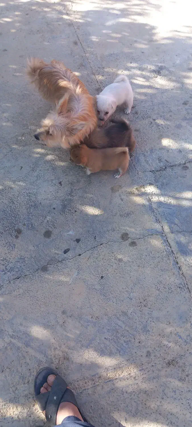 سگ شیتزو شناسنامه دار|سگ|سنندج, |دیوار