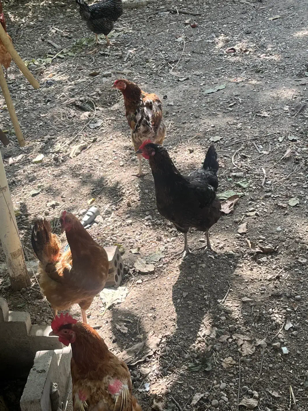 مرغ محلی تخم گزار|حیوانات مزرعه|رامیان, |دیوار