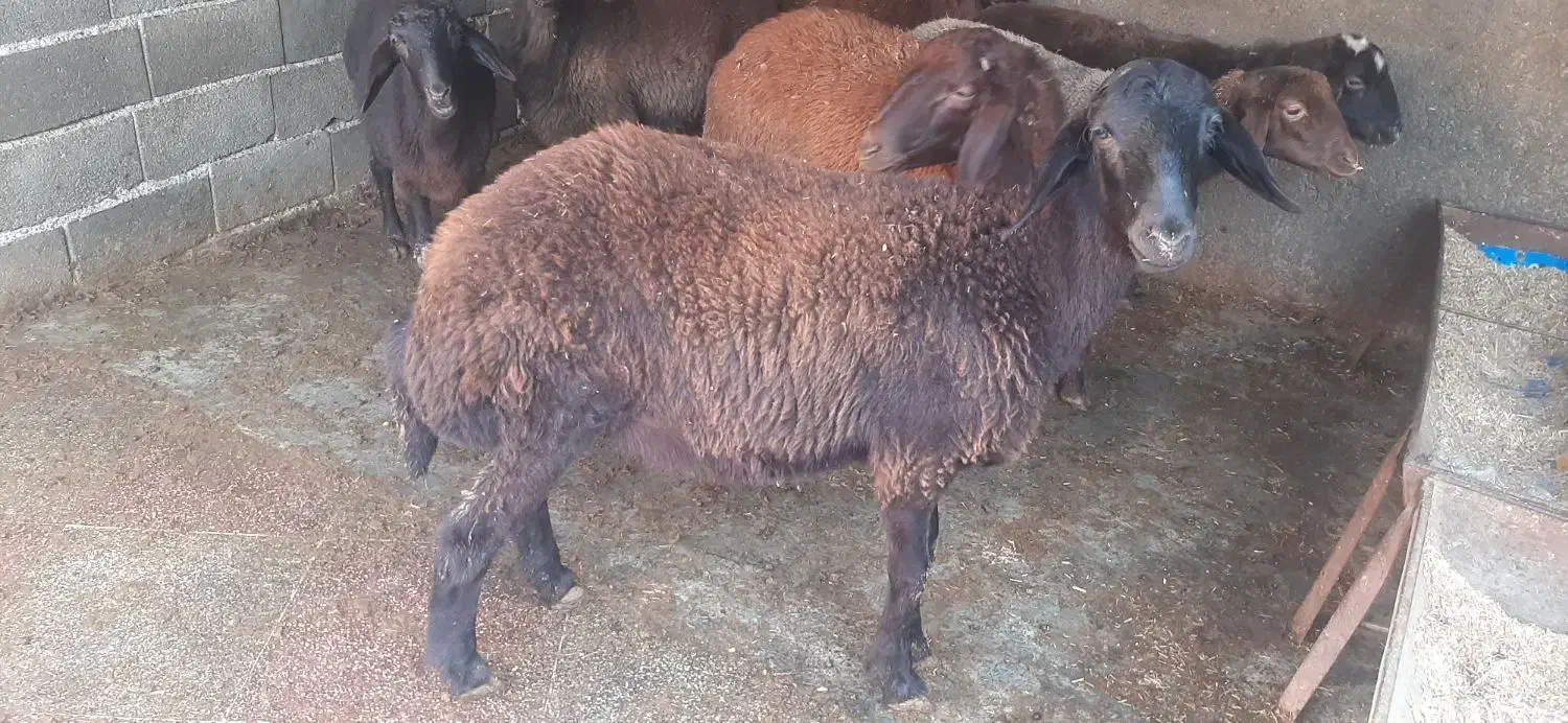 نر بره و ماده افشاری|حیوانات مزرعه|علیآباد کتول, |دیوار