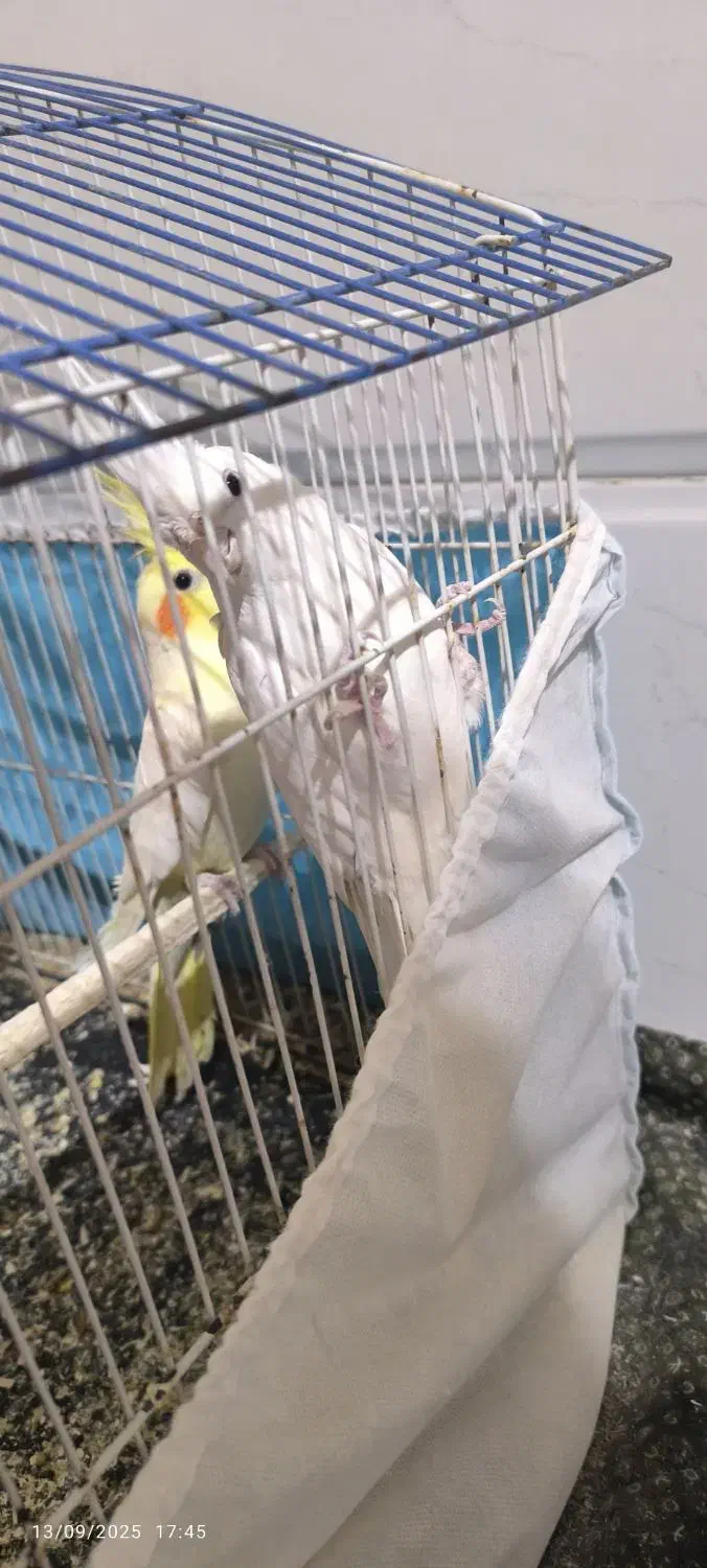 دو عدد عروس هلندی نر|پرنده|قائن, |دیوار