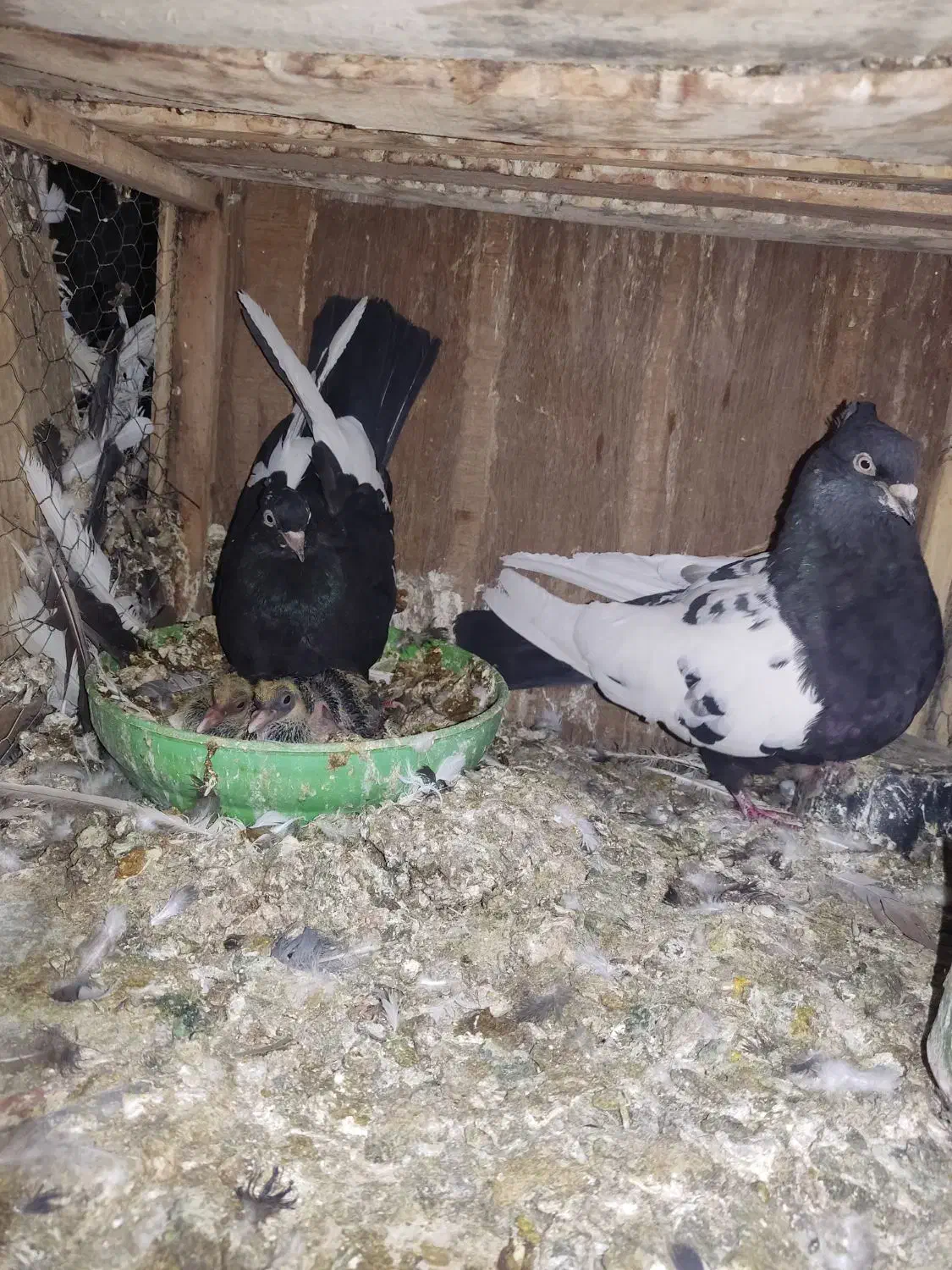 کفتر کبوتر|پرنده|شیراز, کیان آباد|دیوار