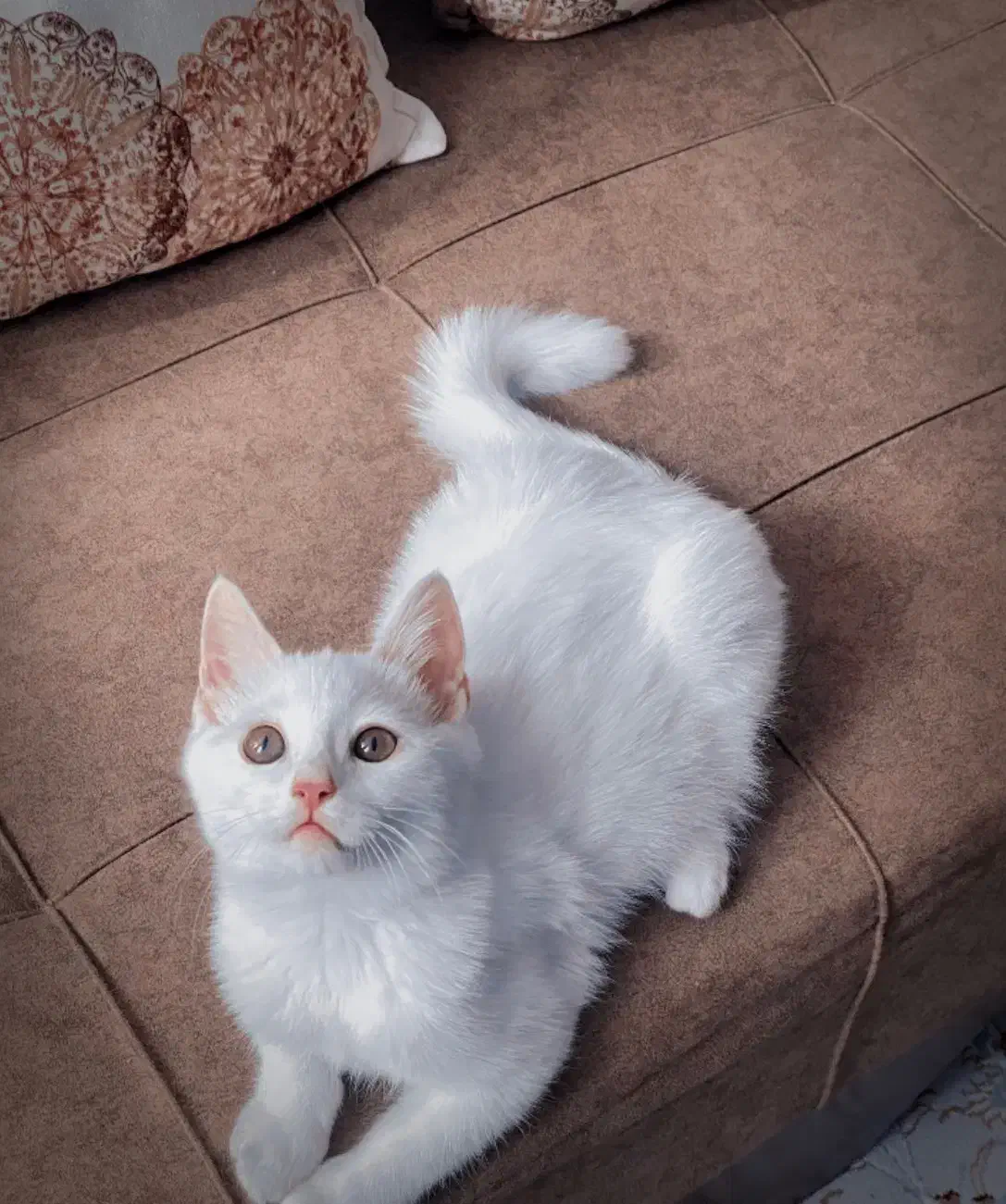 گربه|گربه|سمنان, |دیوار