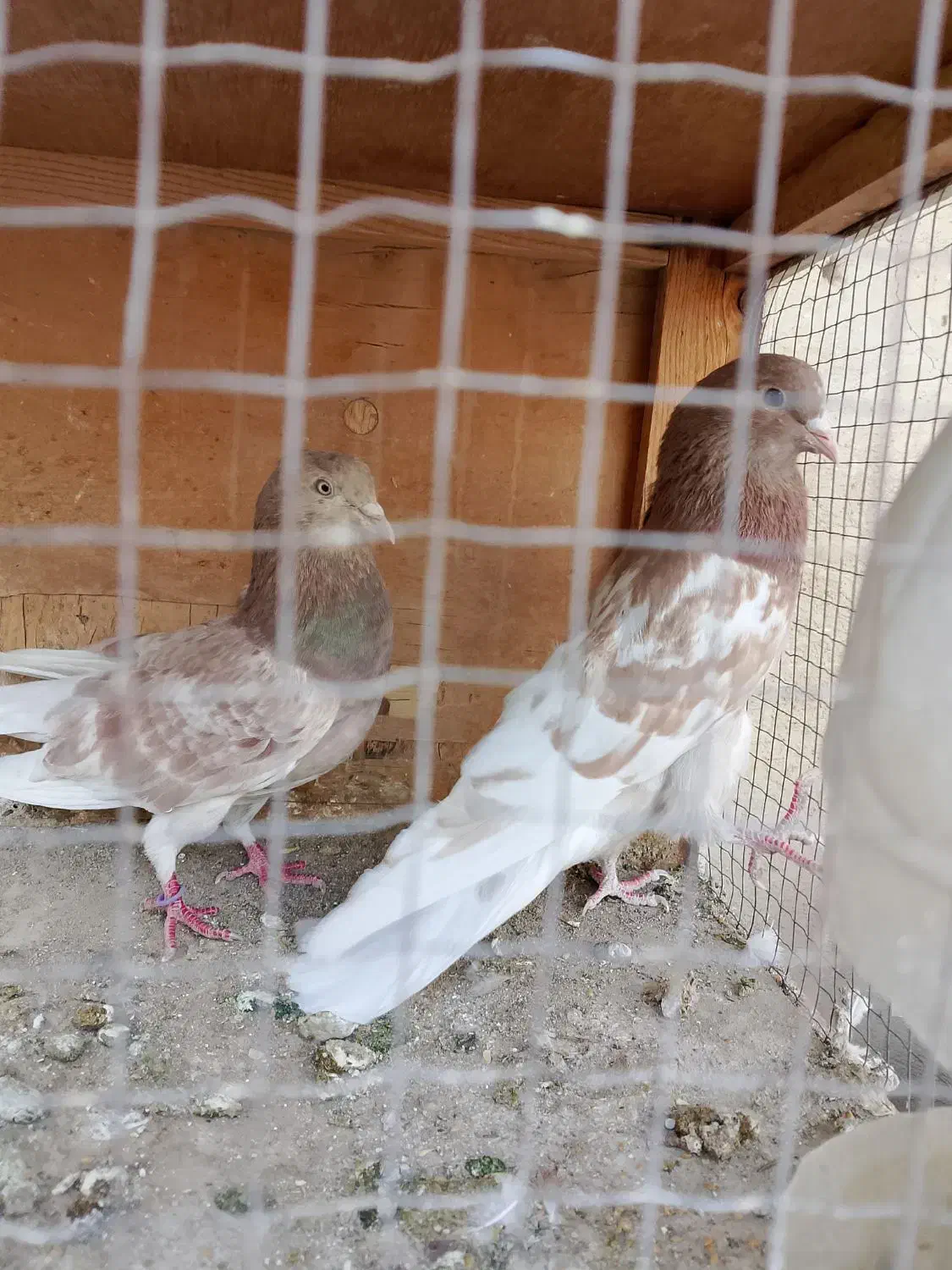 کبوتر.کفتر|پرنده|ری, شهادت|دیوار