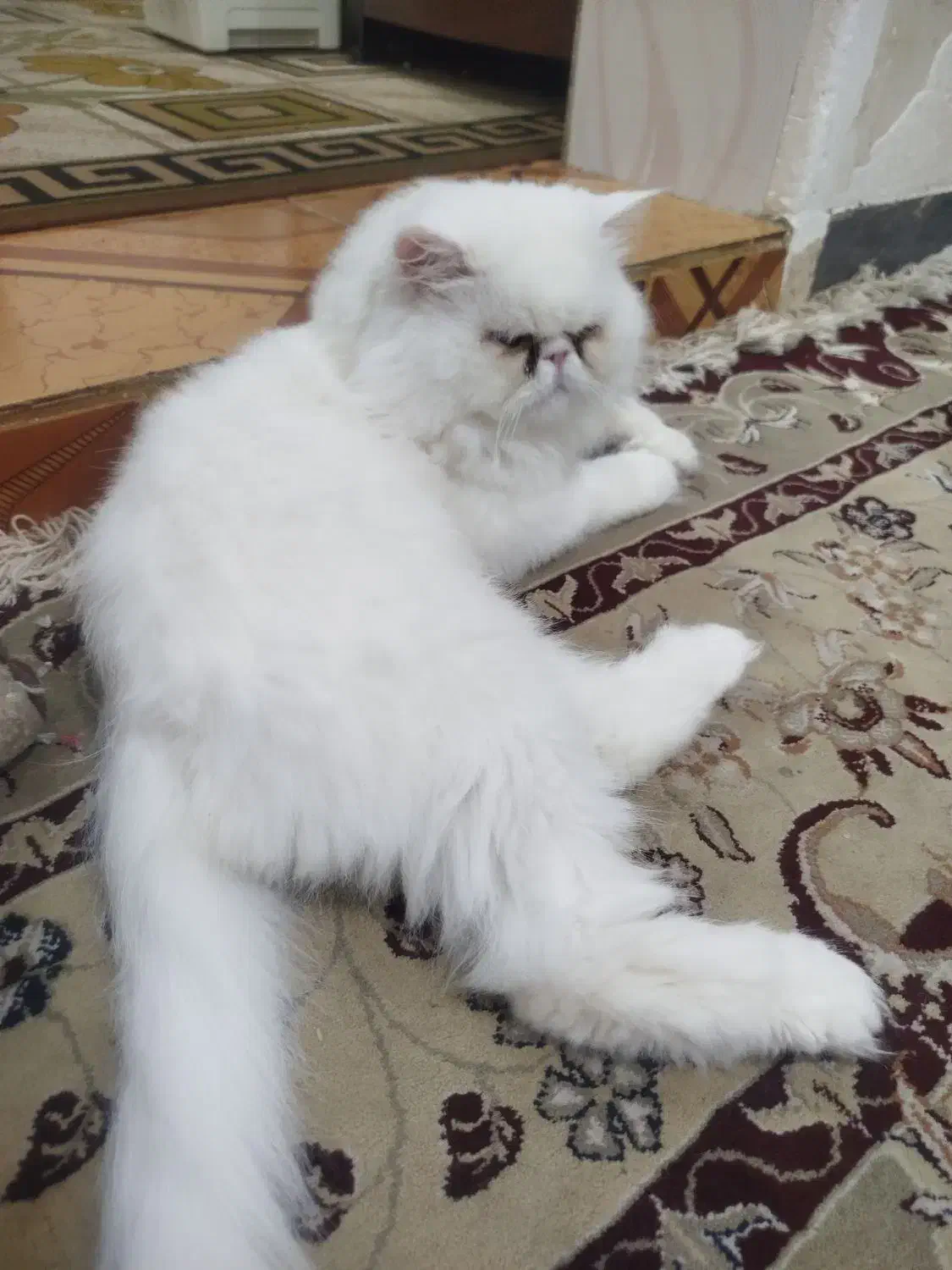 حیوانات|گربه|دلند, |دیوار