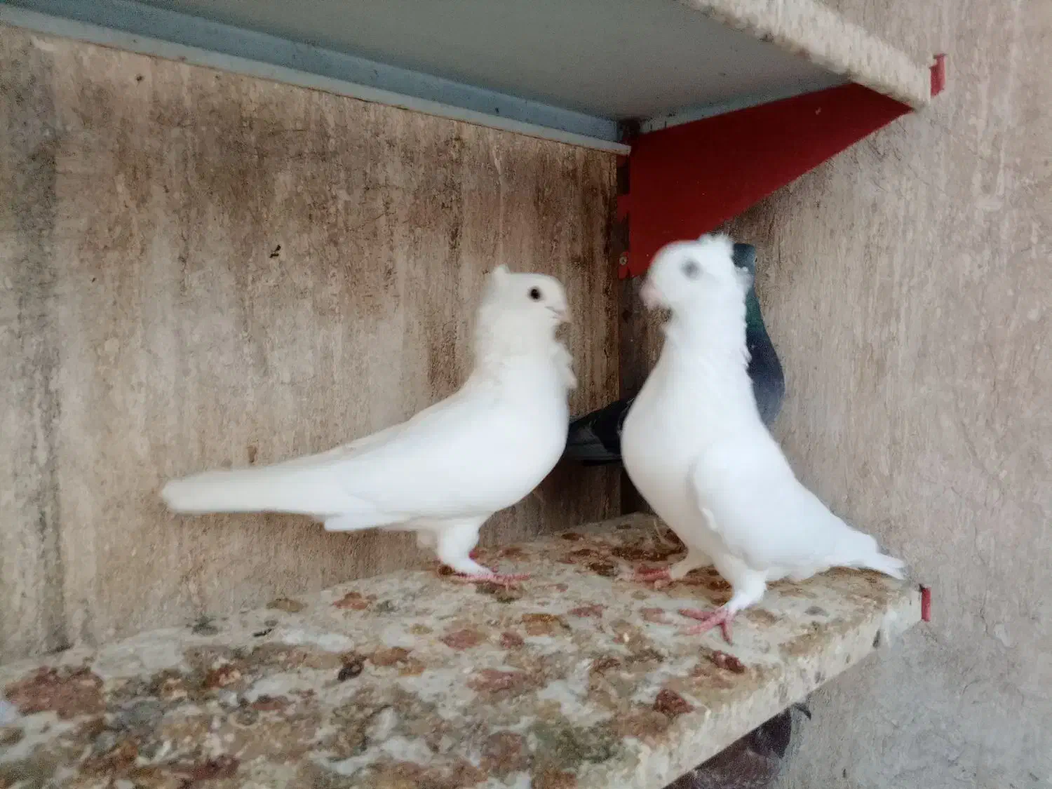 کبوتر ساتن کفتر سینه فر نوک کوچیک|پرنده|مشهد, عبادی|دیوار