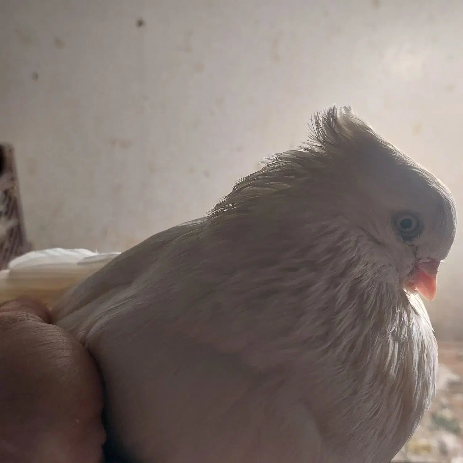 چشم و نوک سفید (اراکی )|پرنده|مرند, |دیوار