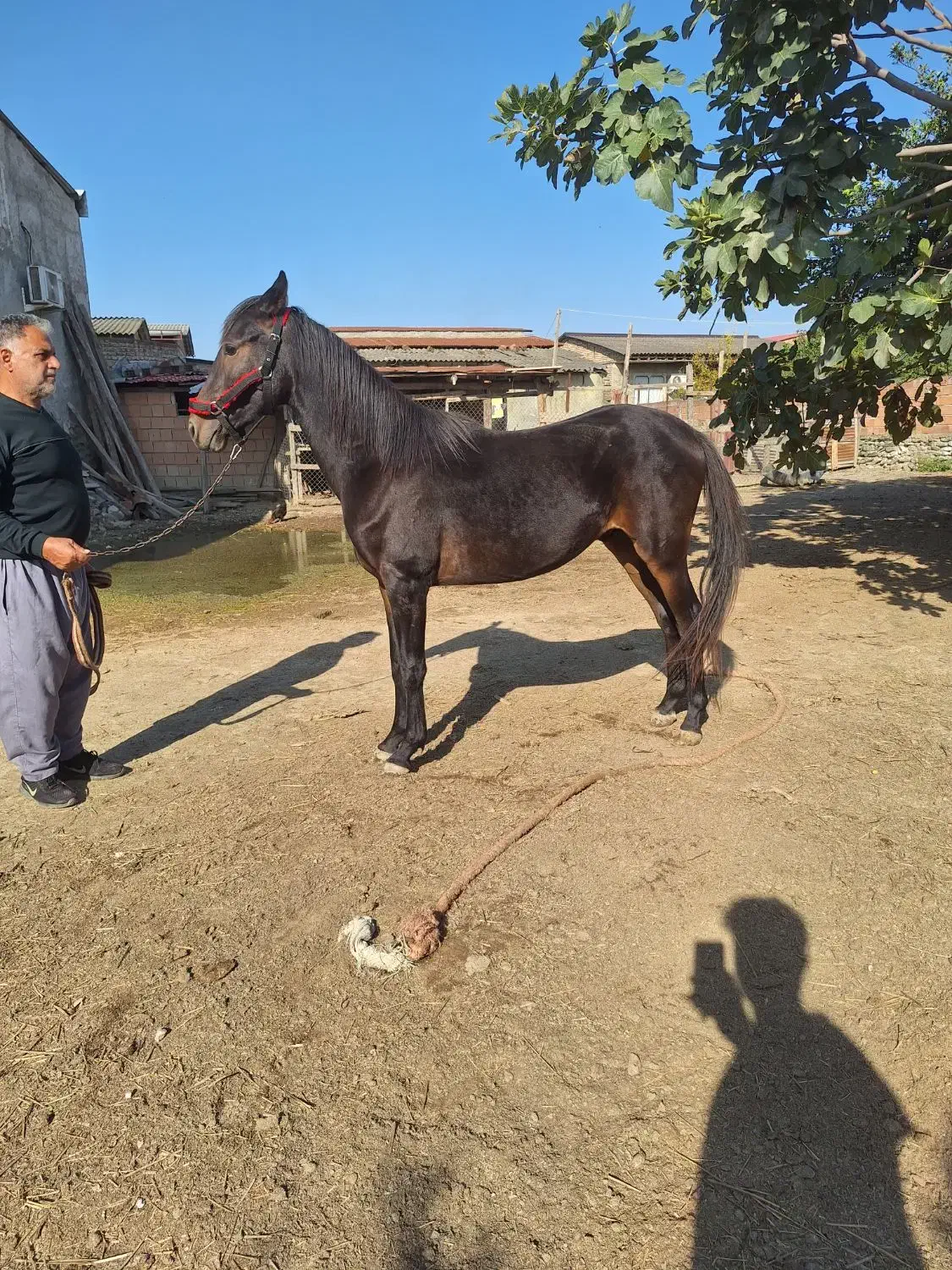اسب اصیل نریون|اسب و تجهیزات اسبسواری|کردکوی, |دیوار