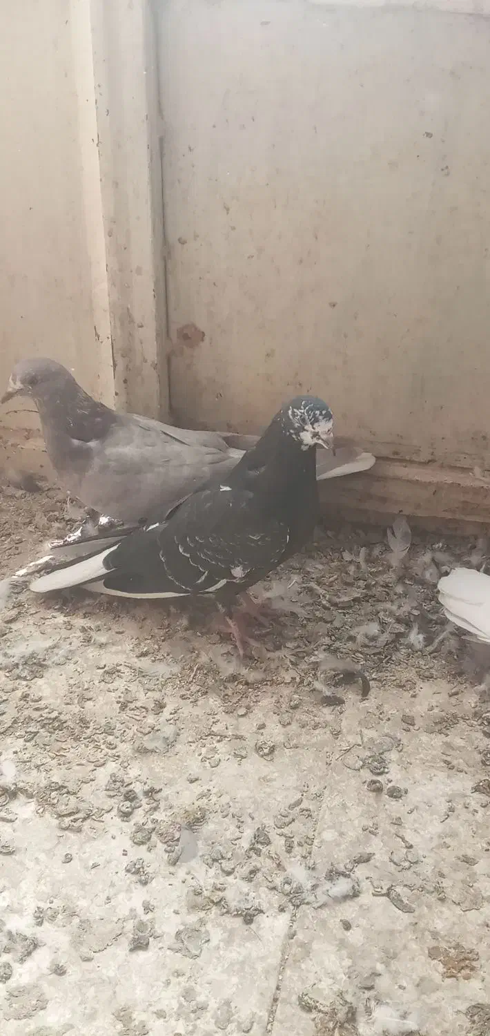 چندعدد کبوتر تهرانی و پر|پرنده|فرخ‌شهر, |دیوار