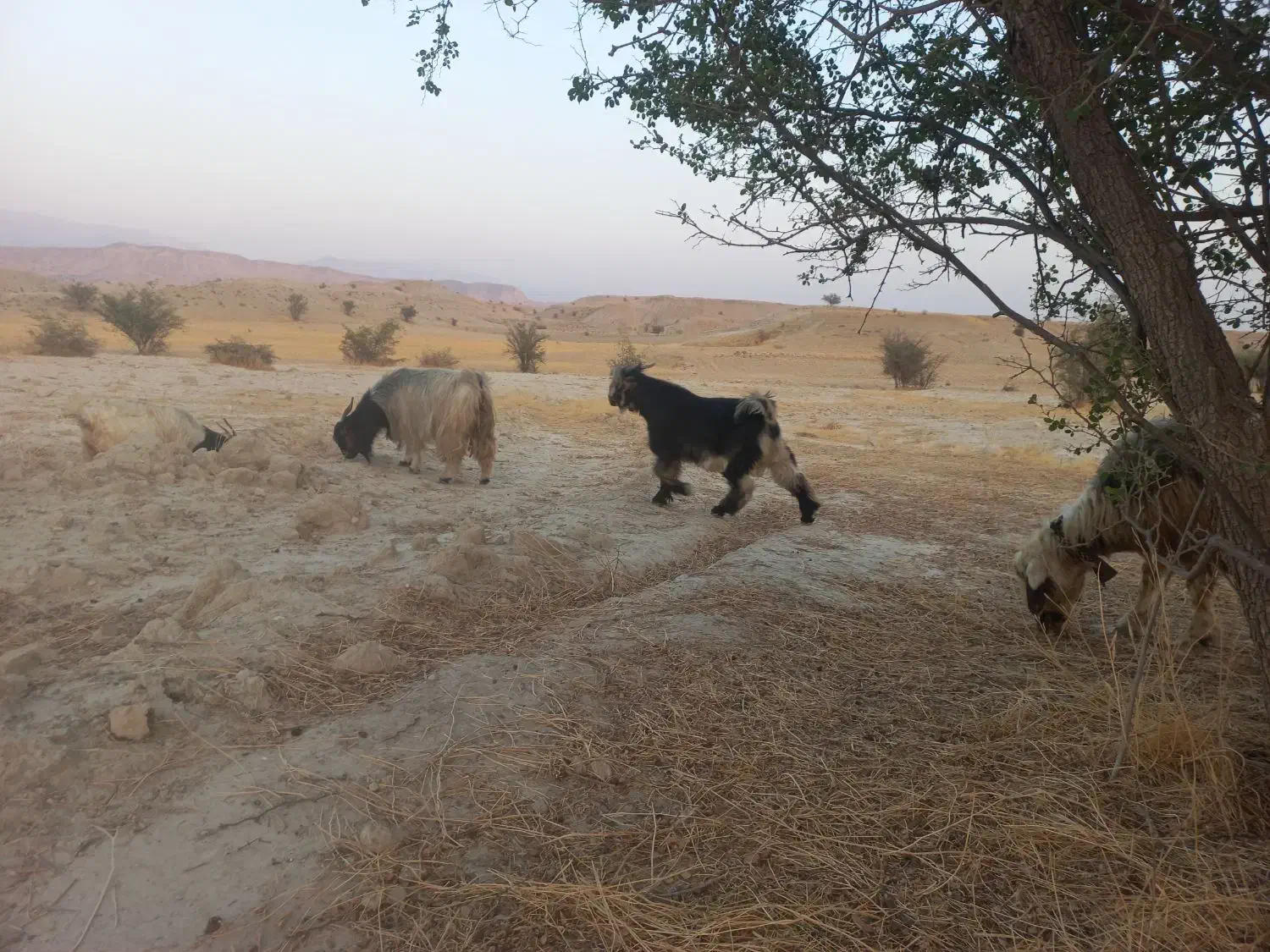 فروش کهره بذری|حیوانات مزرعه|جره و بالاده, |دیوار