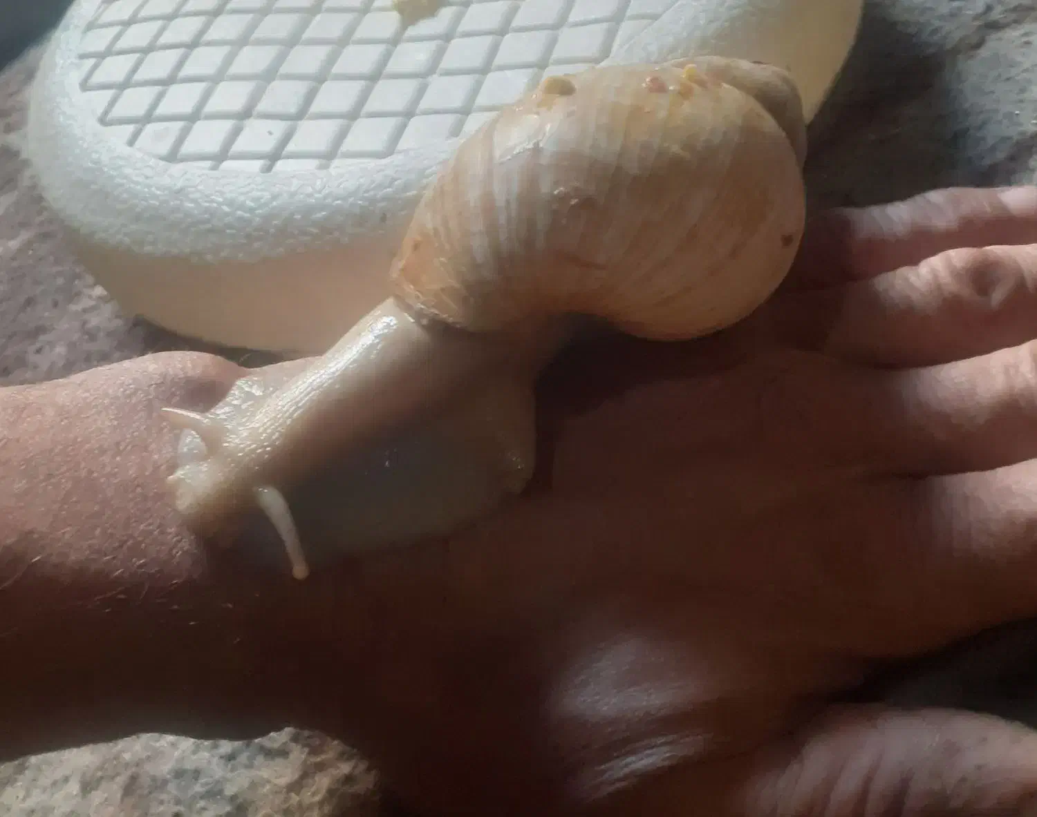 حلزون جفت ۲عدد  ۱عدد ۲سال نیم  ۱عدد ۱سال ش|خزنده|تهران, جوادیه|دیوار