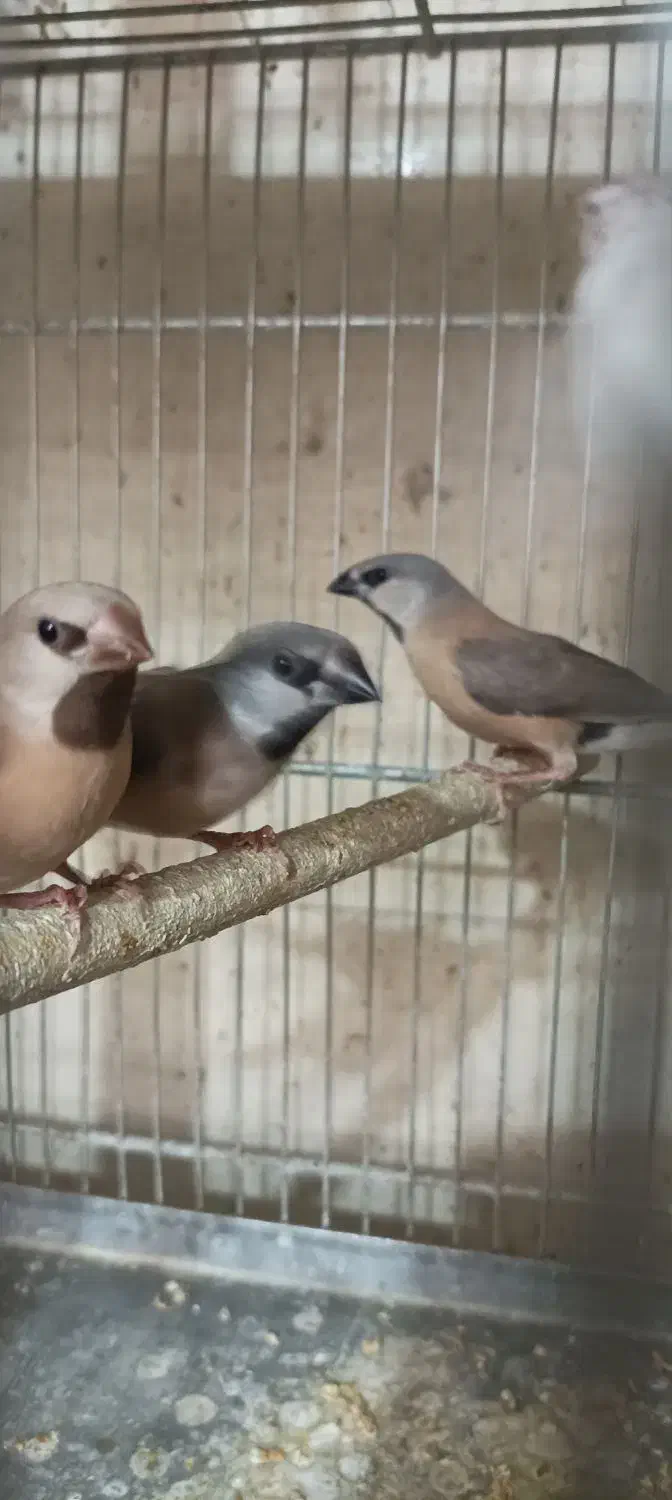 فنچ گلدین و کرواتی|پرنده|خمینی‌شهر, |دیوار