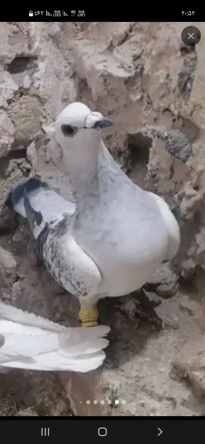 اسباب بازی|اسباب‌بازی بچه|تربت‌حیدریه, ده پائین|دیوار