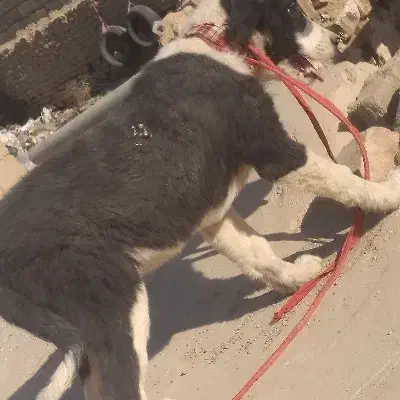 سگ خبی|سگ|خاش, |دیوار