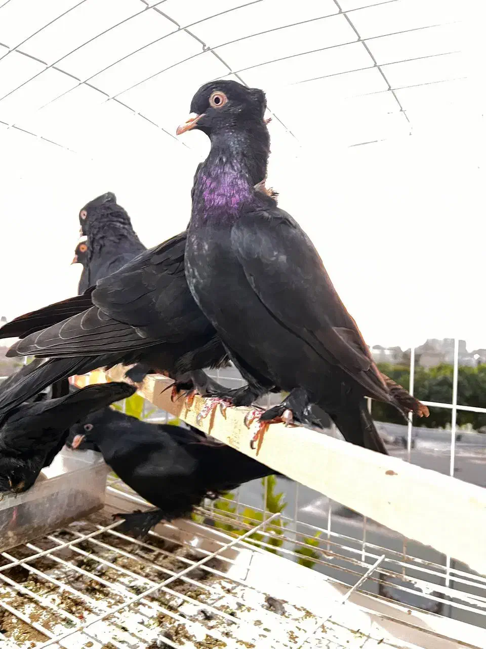 کفتر زاغ کلاهی پا پر|پرنده|بندرعباس, |دیوار