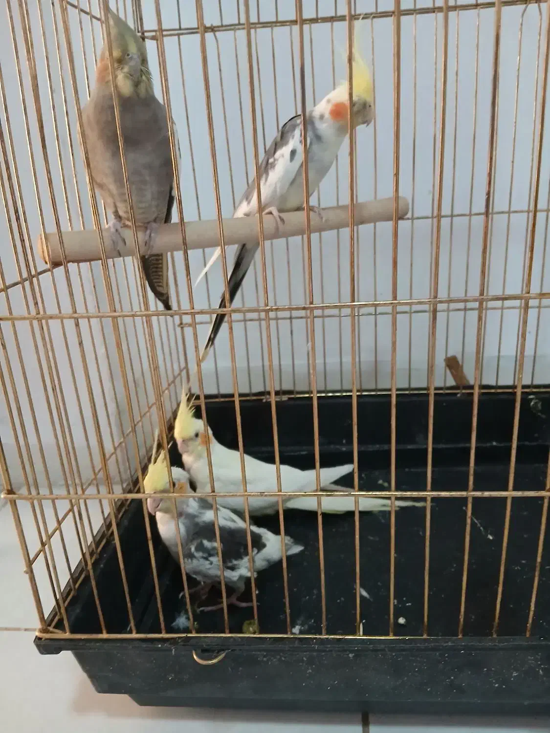 عروس هلندی|پرنده|اصفهان, سپاهان‌شهر|دیوار