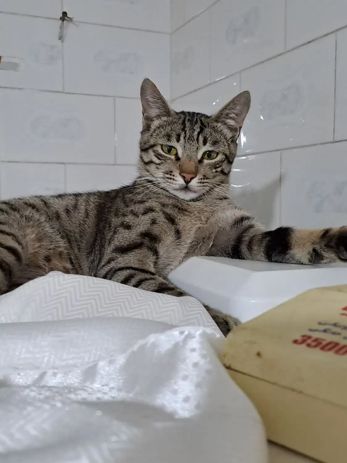 گربه گمشده|حیوانات|مینودشت, |دیوار