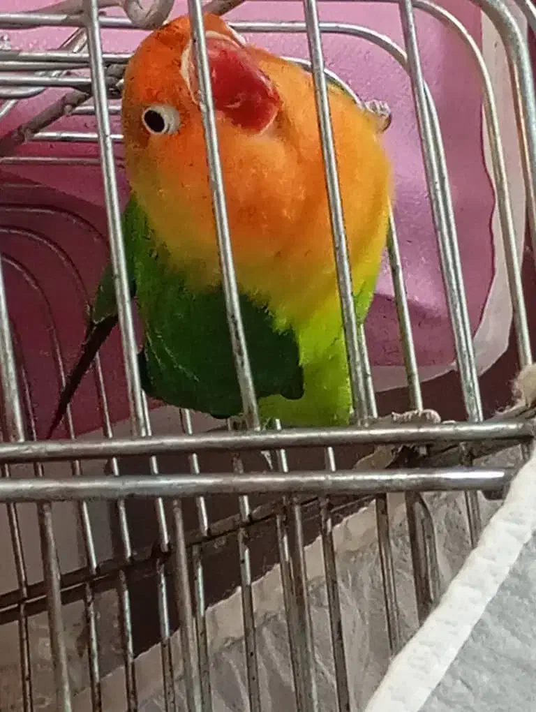 طوطی برزیلی|پرنده|رشت, نامجو|دیوار