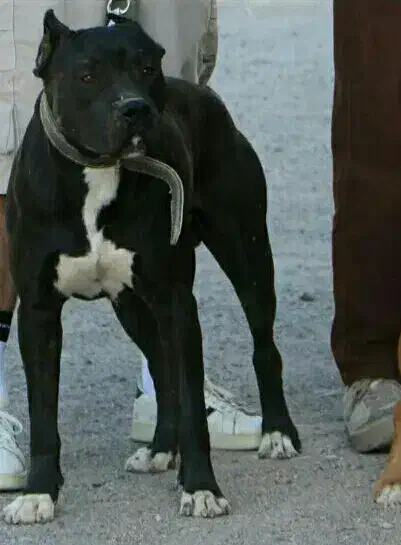 سگ پیتبول آمریکایی|سگ|جیرفت, |دیوار