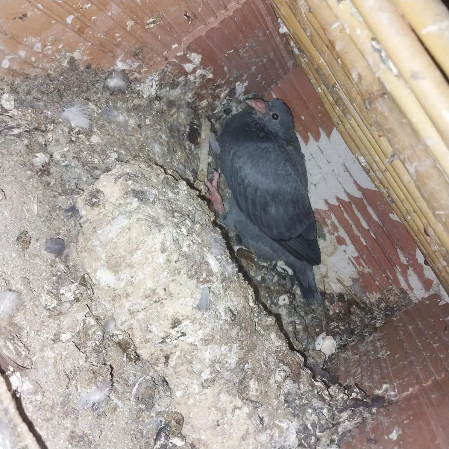 کبوتر|پرنده|گنبد کاووس, |دیوار