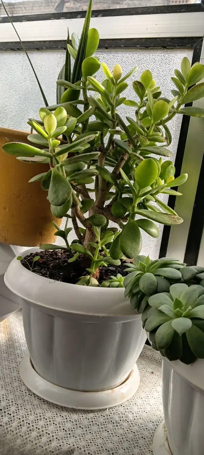 گل اپارتمانی|گل و گیاه طبیعی|خوی, |دیوار