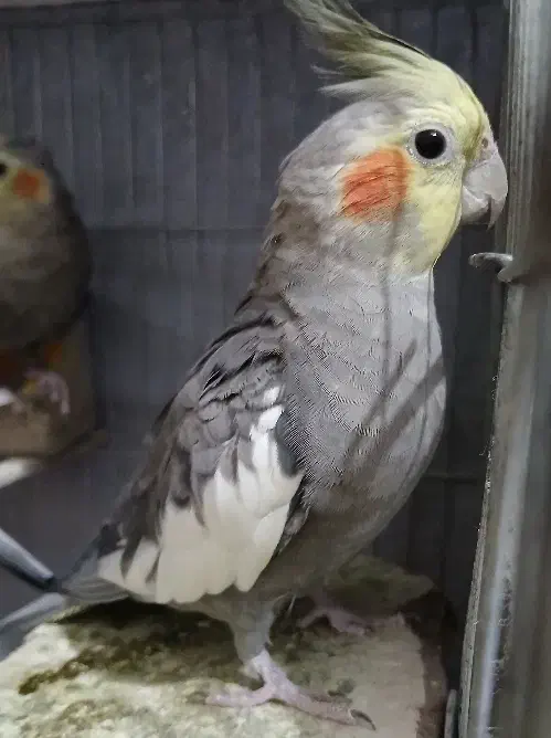 عروس هلندی|پرنده|لنگرود, |دیوار