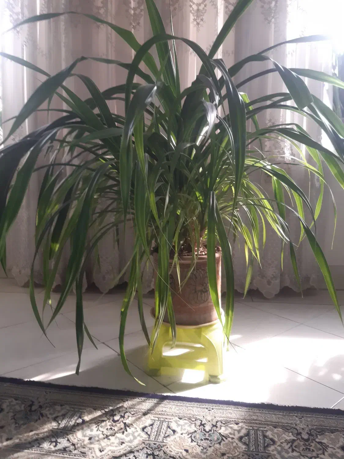 فروش گلدان آپارتمانی|گل و گیاه طبیعی|گرمدره, |دیوار