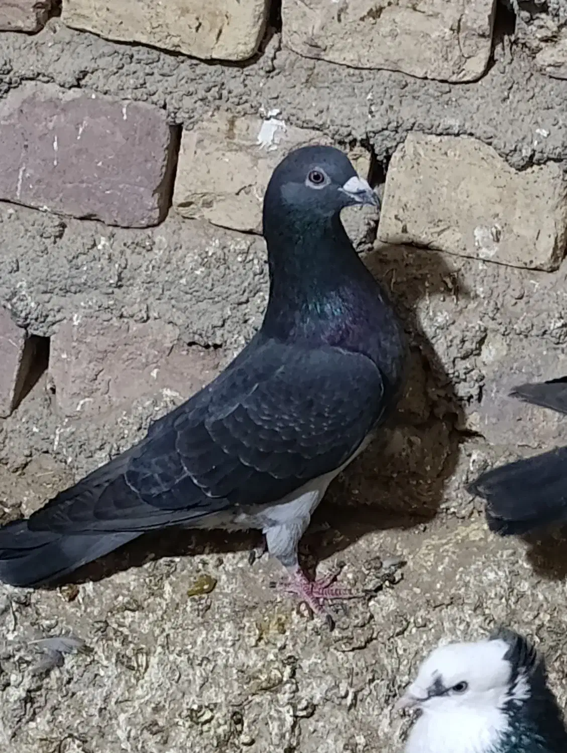 چاپی  گرفتنی ومعاوضه|پرنده|نیمروز, |دیوار