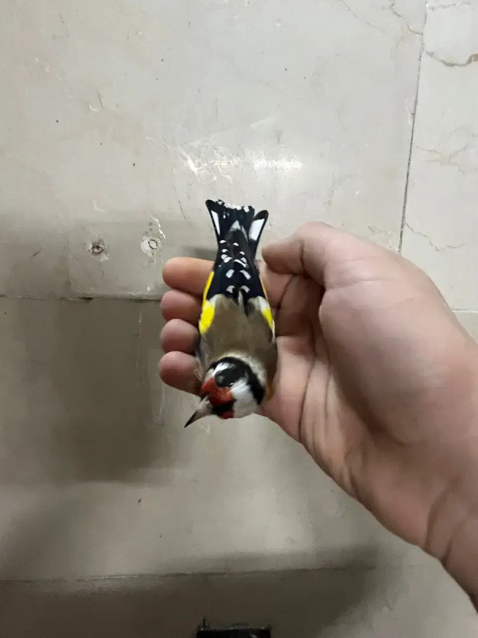 دوتاسهره نر|پرنده|تهران, گلستان (شهرک راه آهن)|دیوار