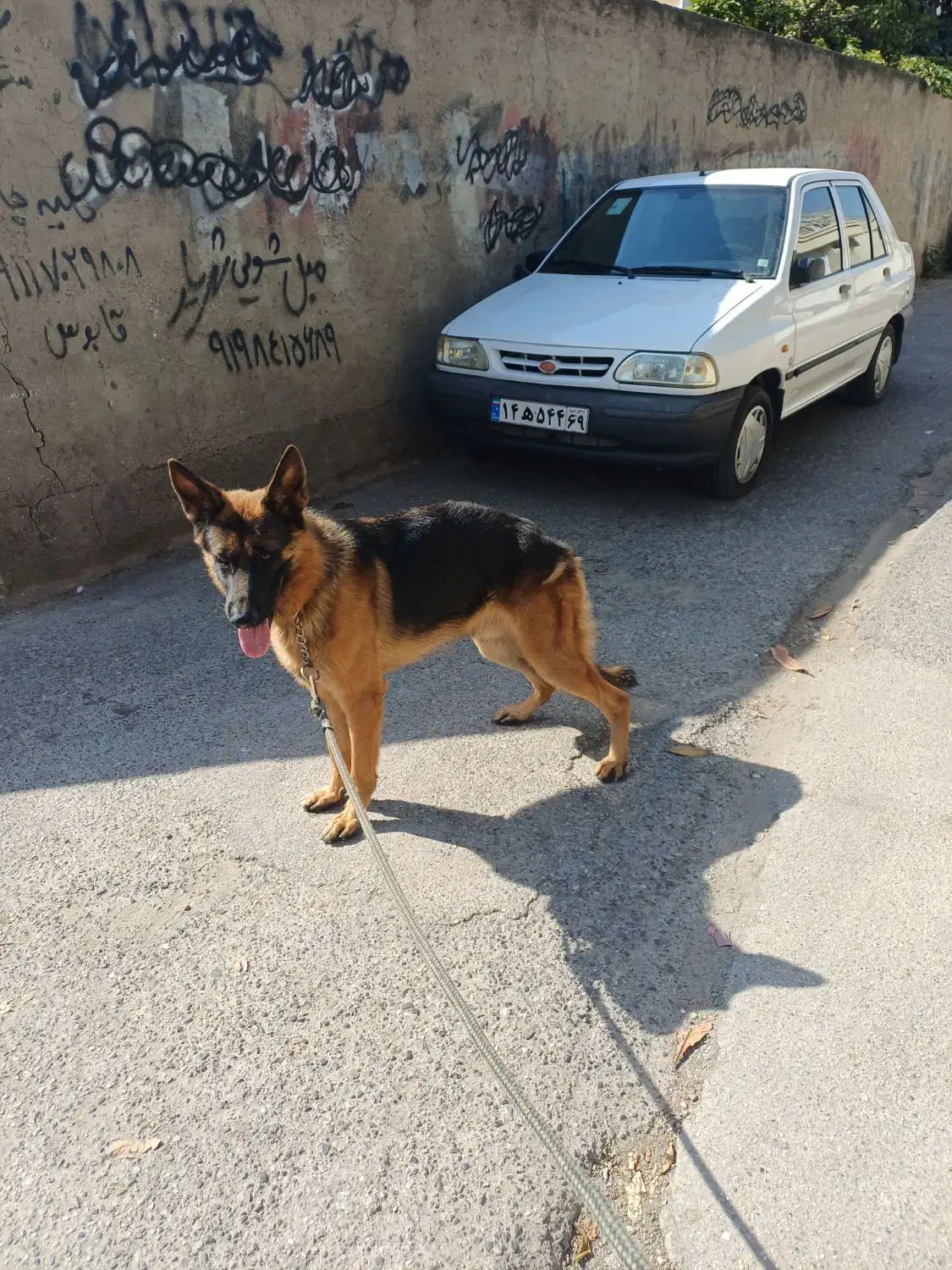 ژرمن شپرد|سگ|گنبد کاووس, |دیوار