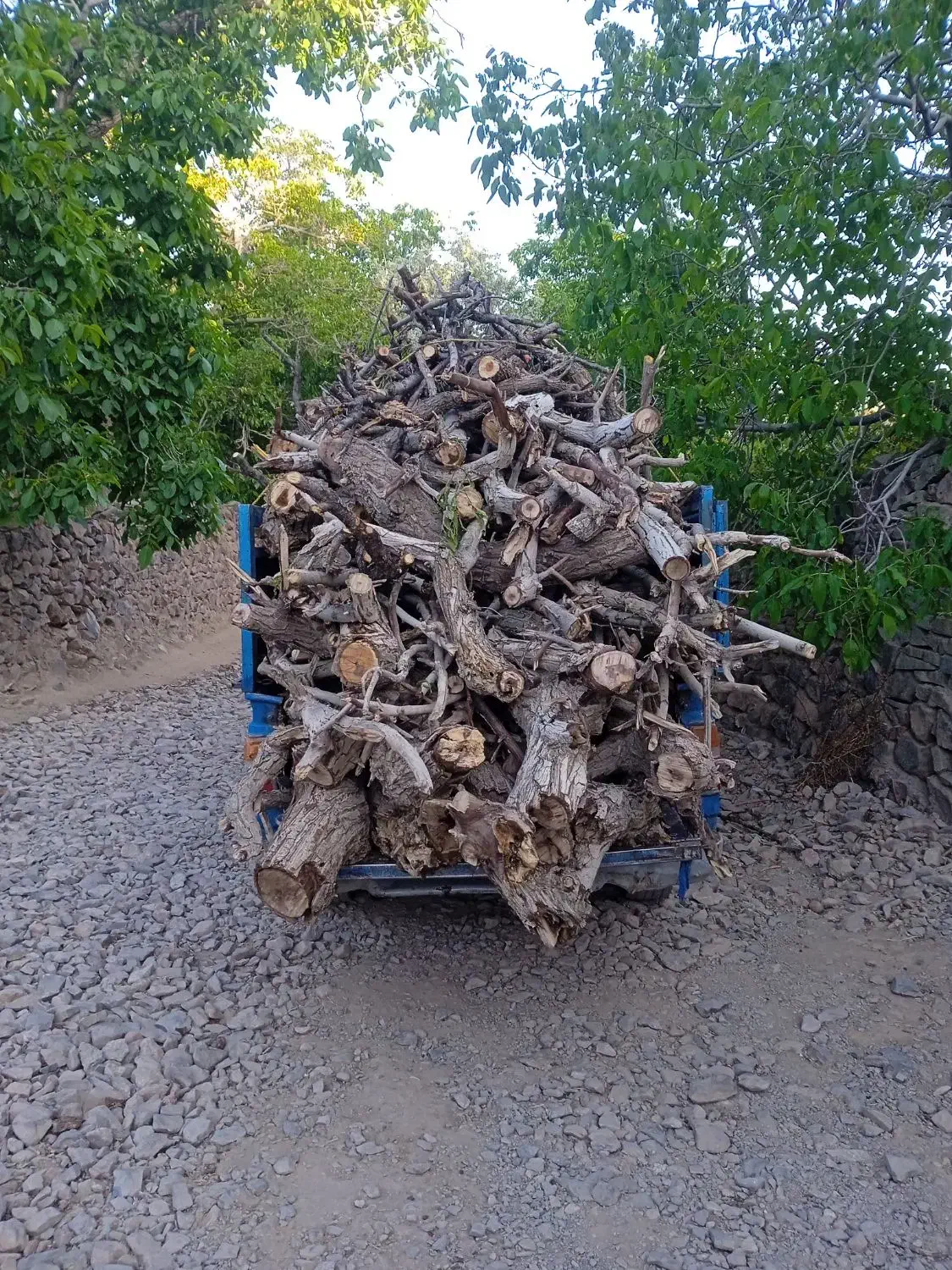 خرید وهرس چوب باغی|خدمات باغبانی و درختکاری|بیرجند, |دیوار