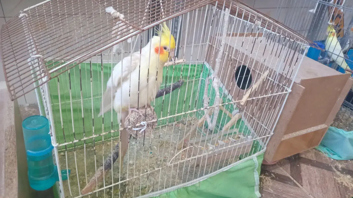 عروس هلندی جفت مولد|پرنده|گرگان, |دیوار