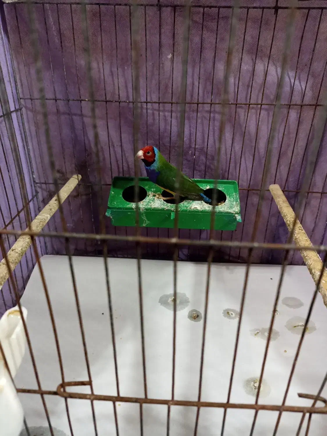 فنچ گلدین|پرنده|رشت, نخودچر|دیوار