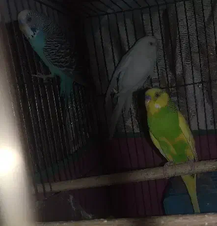 سه تا مرغ عشق|پرنده|محمدشهر, محمدشهر|دیوار