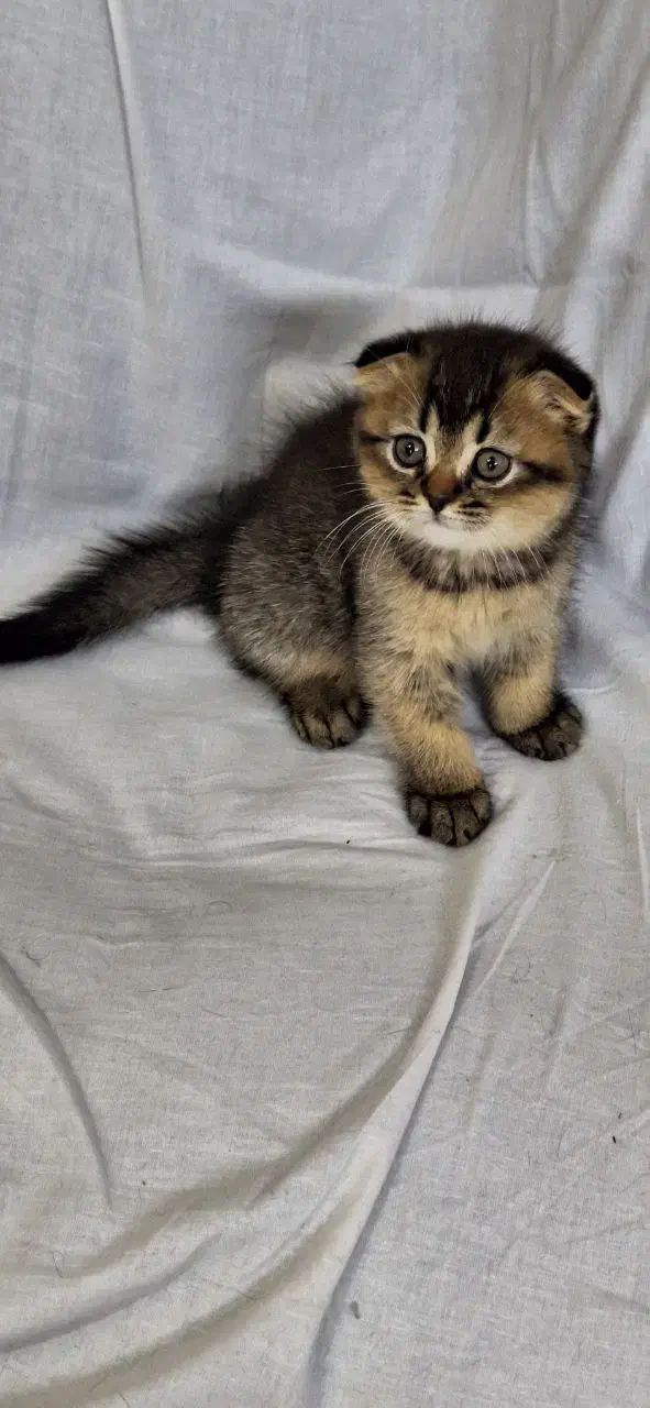 بچه گربه اسکاتیش|گربه|شهریار, شهریار|دیوار