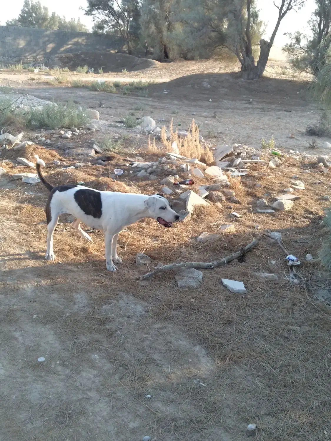 سگ دورگه ماده دو ساله پیتبول و دوگو|سگ|اهرم, |دیوار