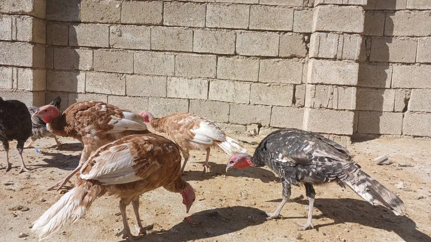 بوقلمون بوربون و برنز سنگین|حیوانات مزرعه|یاسوج, |دیوار