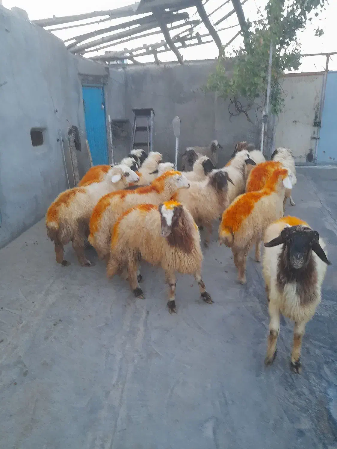 هجده عدد کاور پرواری|حیوانات مزرعه|چرداول, |دیوار