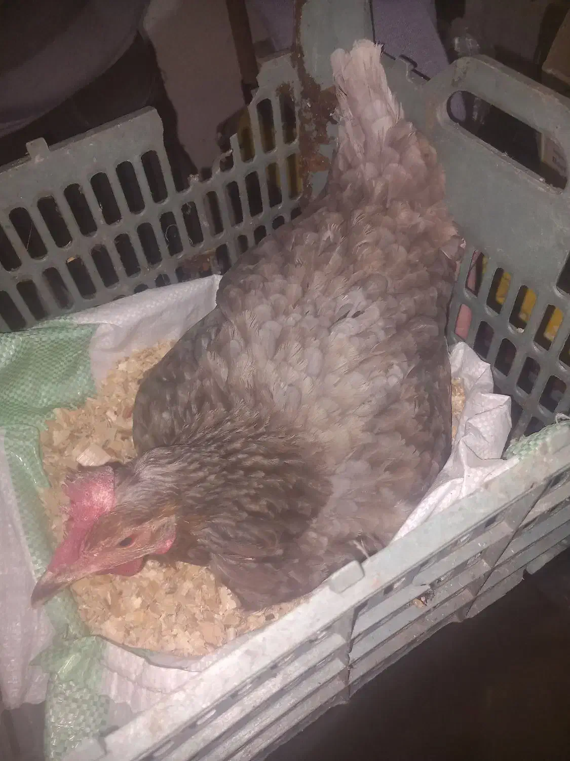 مرغ کرچ محلی تضمینی|حیوانات مزرعه|رشت, دیانتی|دیوار