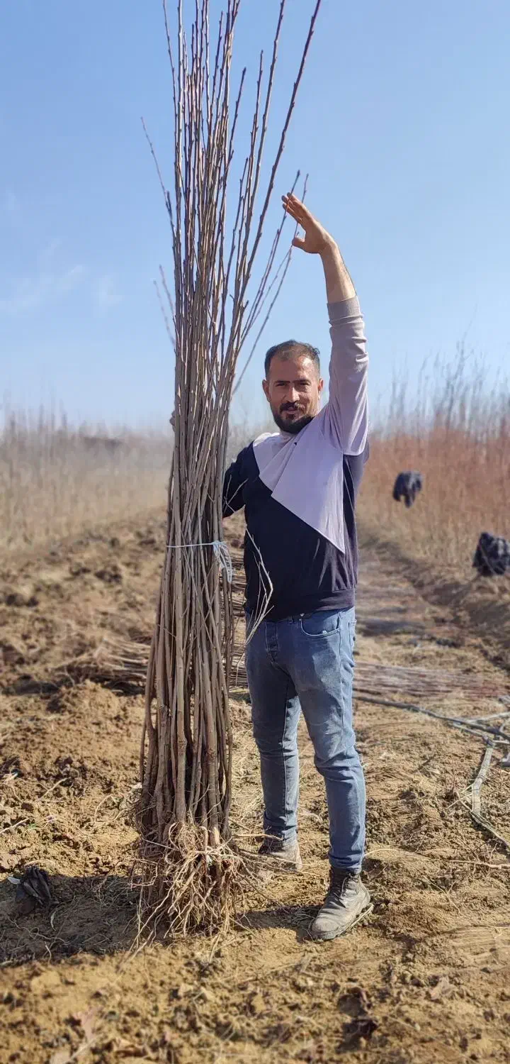 نهال/نگران/بادام/گردو|عمده‌فروشی|خلخال, |دیوار