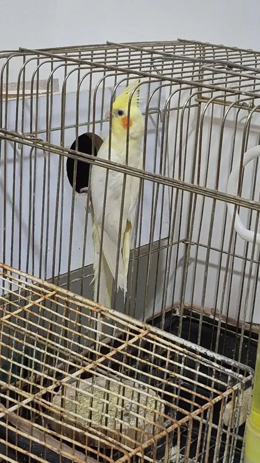 عروس هلندی|پرنده|ملکان, |دیوار