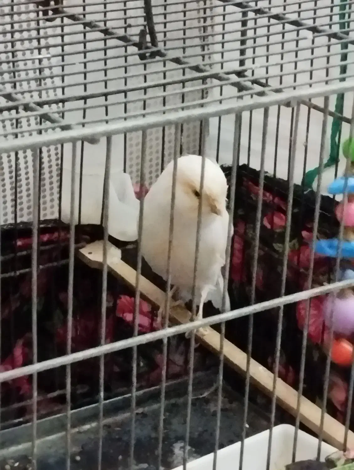 قناری ماده رسمی بلند|پرنده|تهران, باغ خزانه|دیوار