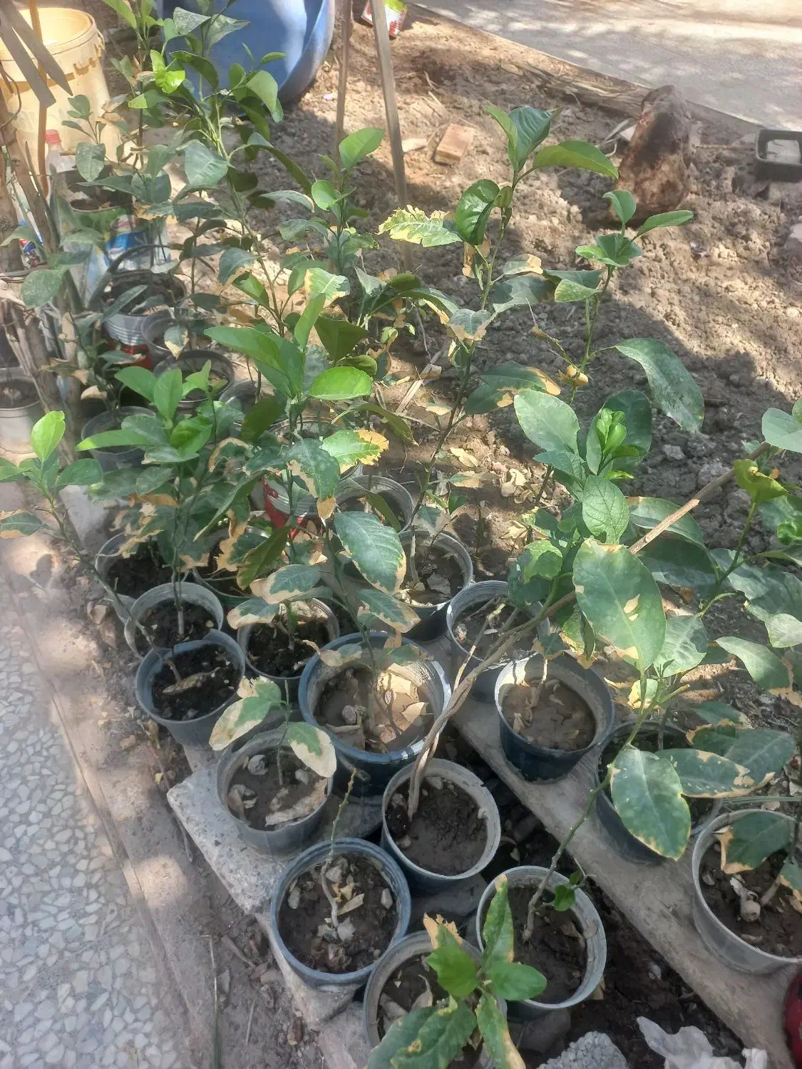 گل و گیاه|گل و گیاه طبیعی|خرمشهر, |دیوار