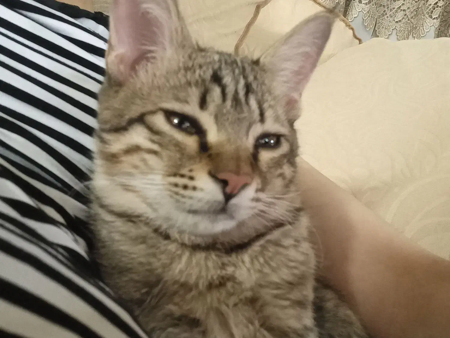 گربه حمایتی|گربه|مشهد, کوشش|دیوار