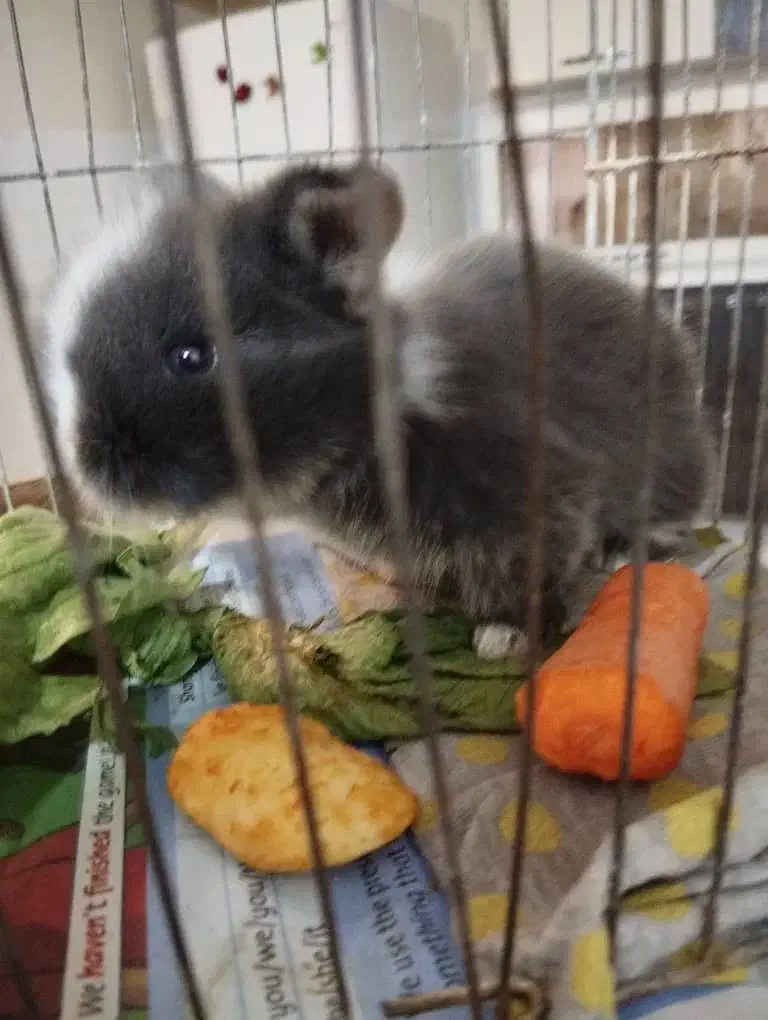 حیوانات|موش و خرگوش|تبریز, |دیوار