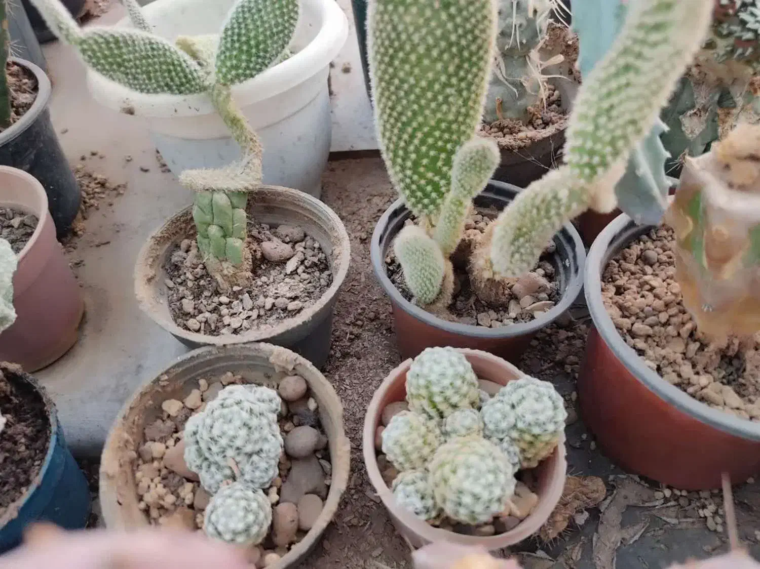 فروش انواع کاکتوس با قیمت مناسب در گلخانه منزل|گل و گیاه طبیعی|سمنان, |دیوار