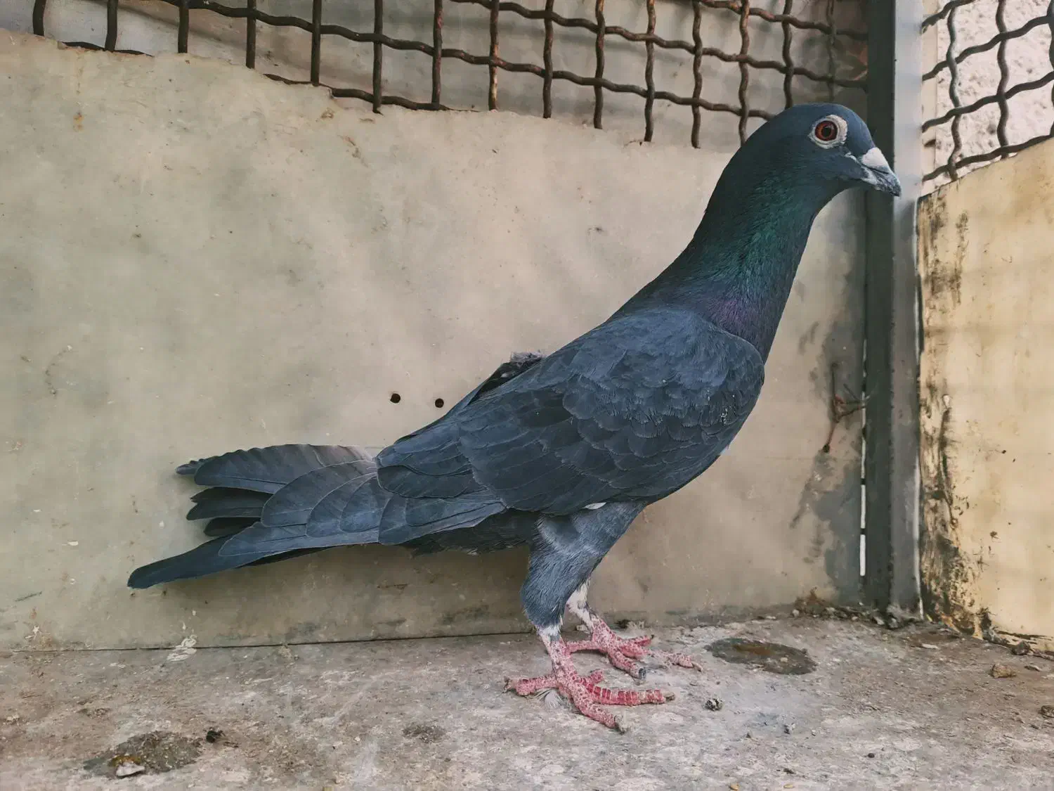 سرور|پرنده|شهر ری, امین آباد|دیوار