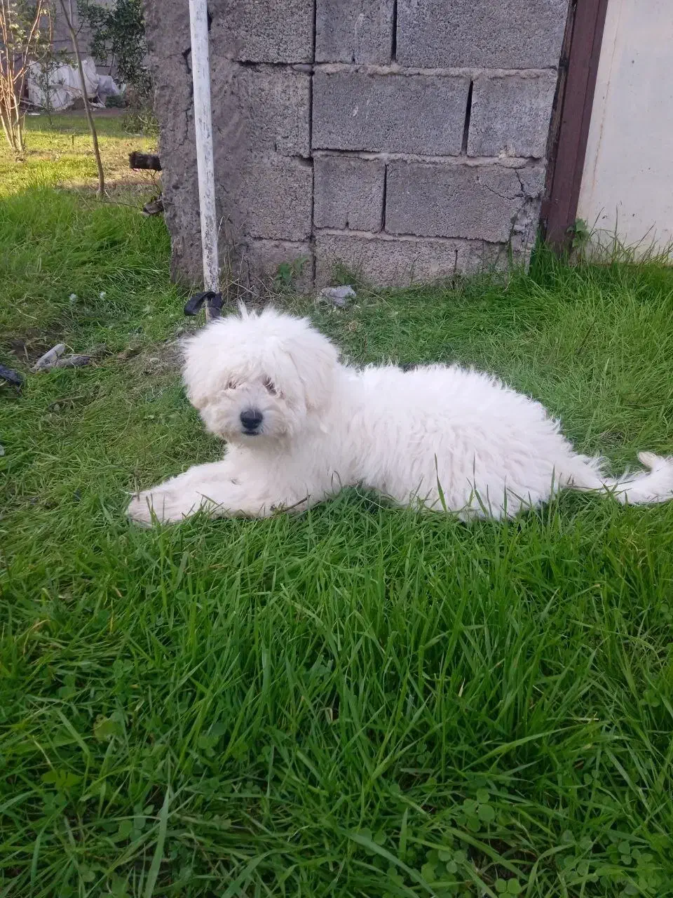 سگ شیتزو|سگ|شلمان, |دیوار