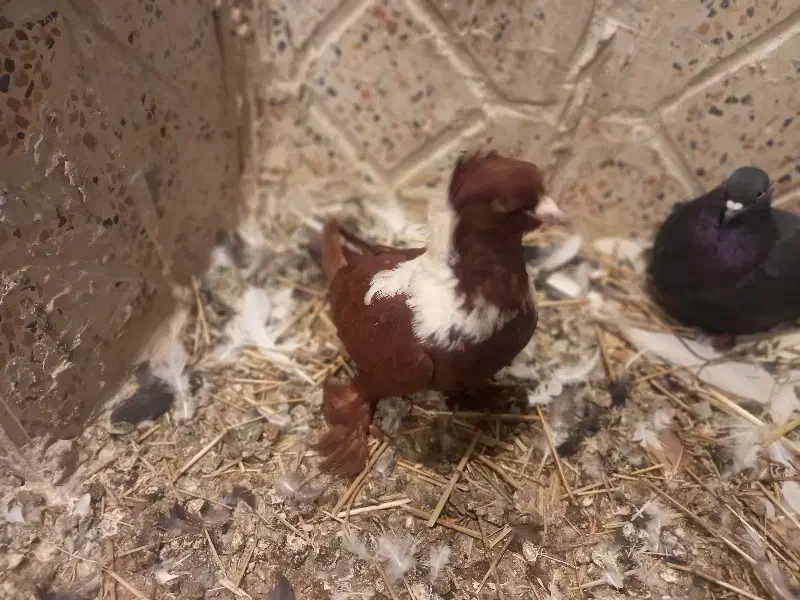 ککیلی نر|پرنده|اردبیل, |دیوار