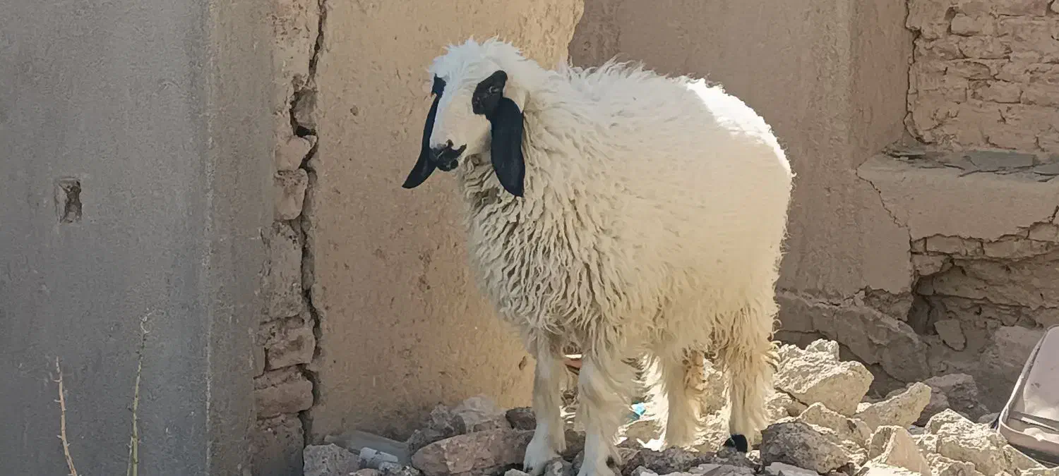 بره درب خونه ای|حیوانات مزرعه|زهک, |دیوار